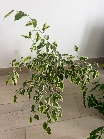Ficus benjamina plant