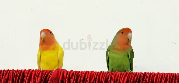 Love birds