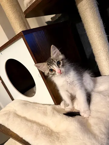 kitten for free adoption