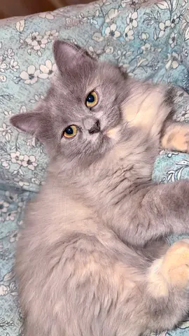Fluffy Grey Kitten Looking for a Loving Home