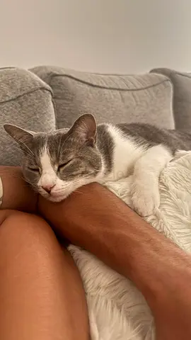 Affectionate indoor cat looking for a new home