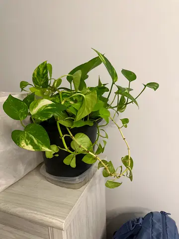 Variegated Golden Pothos in Pot