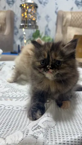 Kittens for adoption