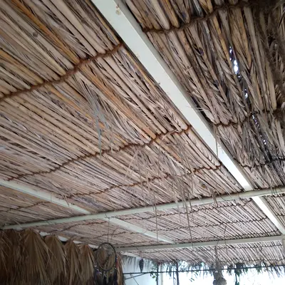 Palm Leaves for sale - Used