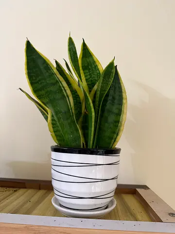 Live Plants Sale