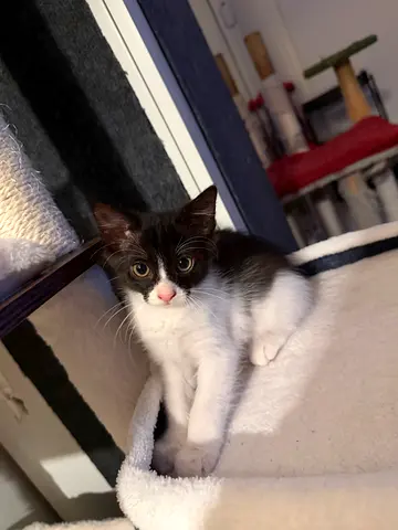 Kitten for adoptiong