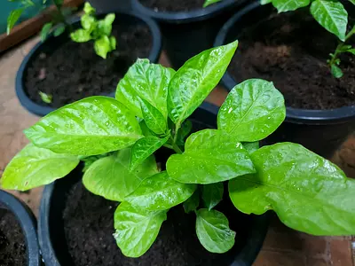 Naga Chilli Plants