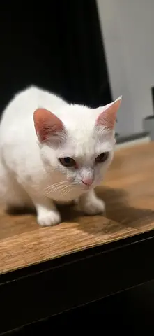White cute cat for FREE adoption