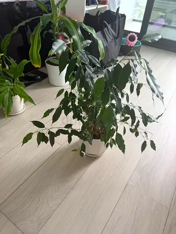 Ficus benjamina green