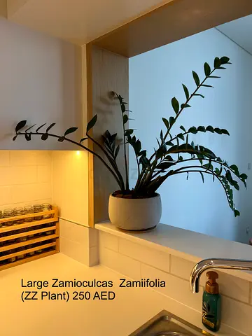 Large ZZ Plant (Zamioculcas zamiifolia) - Indoor House Plant with Pot