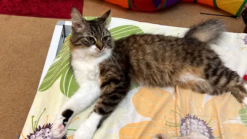 Friendly Tabby Cat Looking for a Loving Home