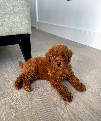 Red toy poodle puppy - home raised