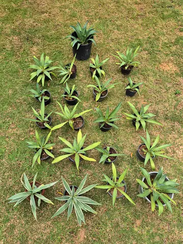 21 x potted plants (19 agave 2 aloe succulents)