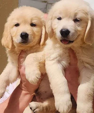English Golden Retriever