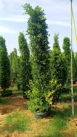 Elegant Tall Indoor/Outdoor Plant