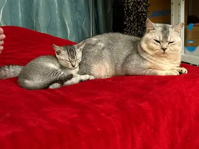 Looking for a loving home for a bonded cat couple and their kitten
