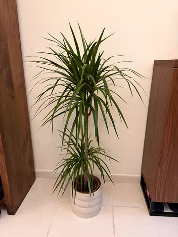 Tall Dracaena (Dragon Tree) - Indoor Potted Plant with ceramic pot