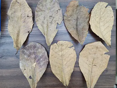 8pc Almond Leaves for Aquarium