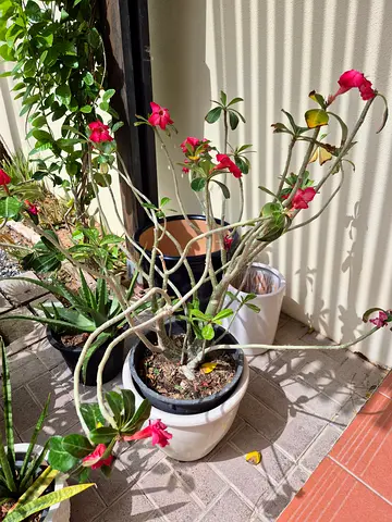 8 Outdoor healthy Plants