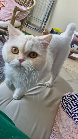 Looking for a loving home for White Persian Cat