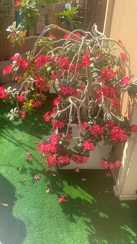 Potted Pink Desert Rose