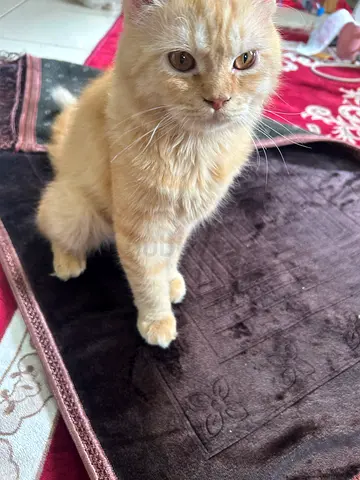 Persian cat