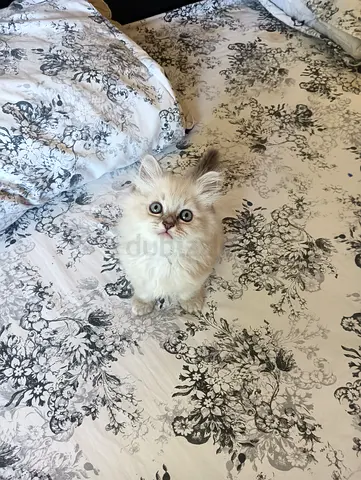 Pure Ragdoll Kittens