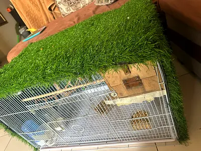 Bird cage with artificial grass cover, perches and bowls