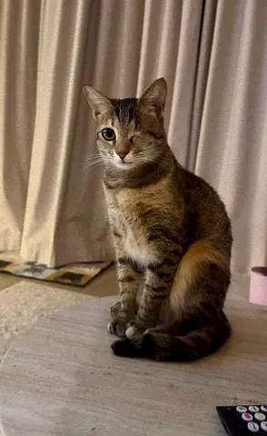 Cat perfect health with 1 eye nice nature