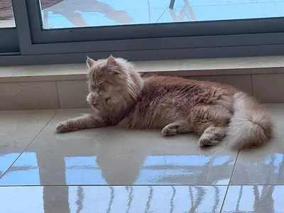 Persian 8month old  female cat looking for a calm new home