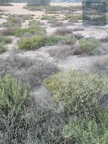 للبيع ارض سكنيه في الفريه / راس الخيمه