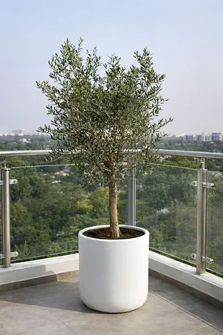 Selling my 2m Potted Olive Tree (with pot) — Healthy  Low Maintenance