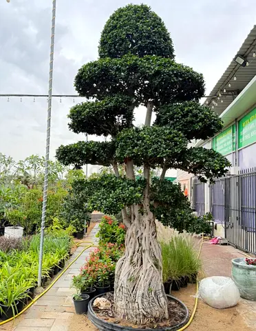 Mature bonsai-style Ficus tree with sculpted multi-tier canopy