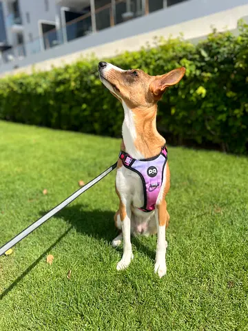 Friendly Small Dog in Purple Harness — Available for Adoption Super Lovely