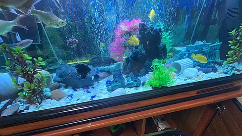 Urgent Sale: Camry 1m Aquarium Setup with Cabinet + Filters + 3 Koi