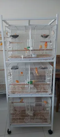 Canary cage