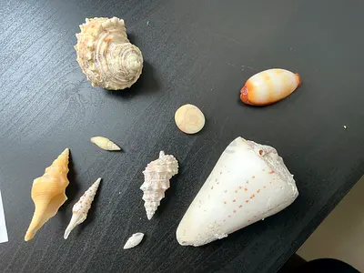 Shells combo from Maldives