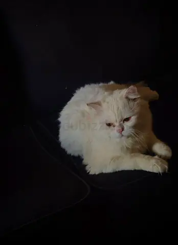 Fluffy White Persian Cat Looking for a Home