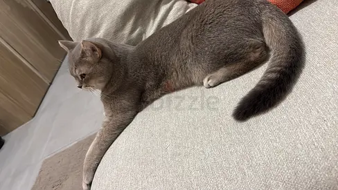 Cat for adoption for free