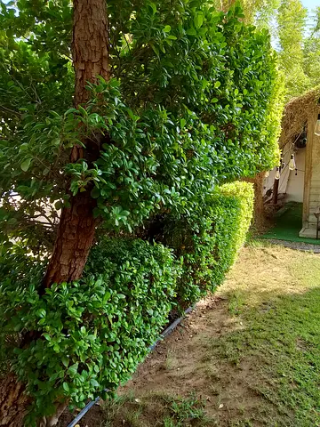 صيانة عامة ولاندسكيب