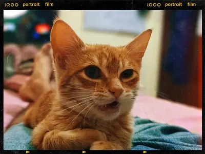 Kitten 3  months old