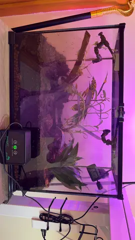 Pac man frog tank, bio active rainforest terrarium with free pac man frog.