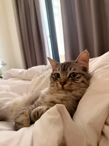 Male cat for adoption