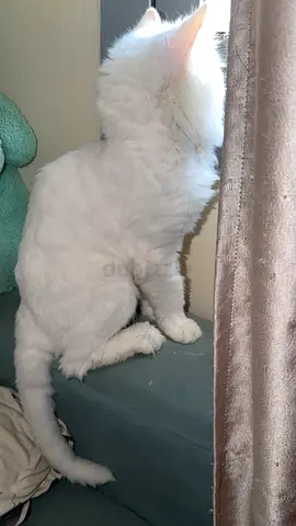 Fluffy White Cat Looking for a Loving Home