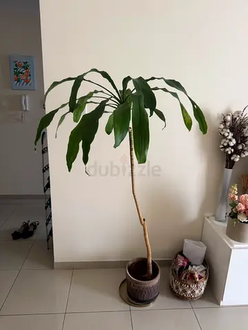 Indoor Plant with Long Leaves