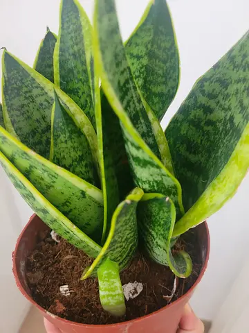 Dwarf Snake Plant - Indoor Plant