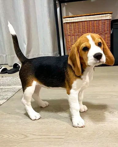 Beagle puppy — young, healthy and friendly pup