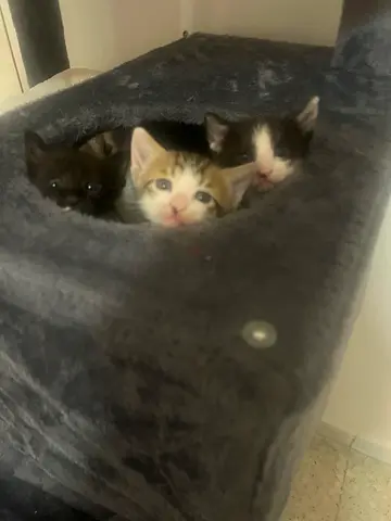 3 kittens available for adoption reserve now