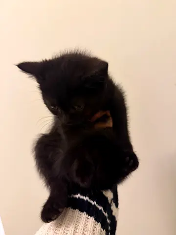 female kitten for adoption