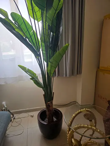 Traveller palm tree 243cm